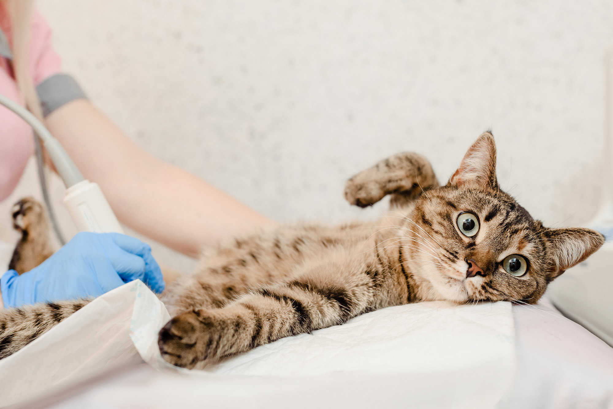Katze beim Ultraschall