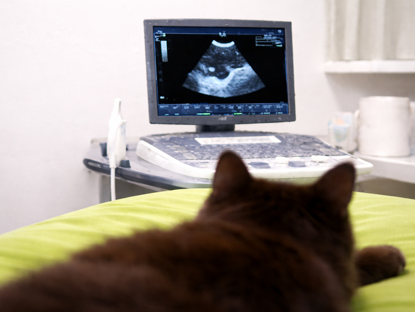 Katze liegt auf einem Untersuchungstisch. Im Hintergrund ist der Bildschirm eines Ultraschallgerätes zu sehen