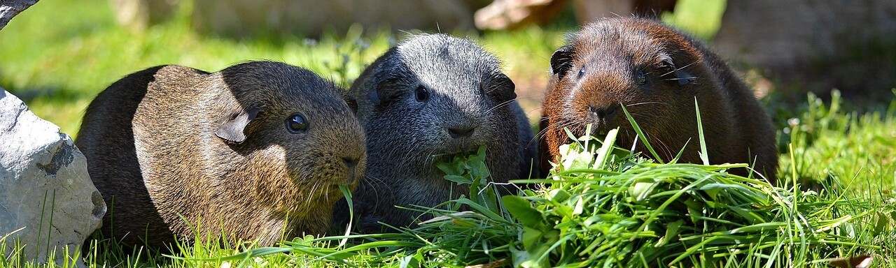 Drei Meerschweinchen sitzen im Gras nebeneiannder und fressen frisches Gras