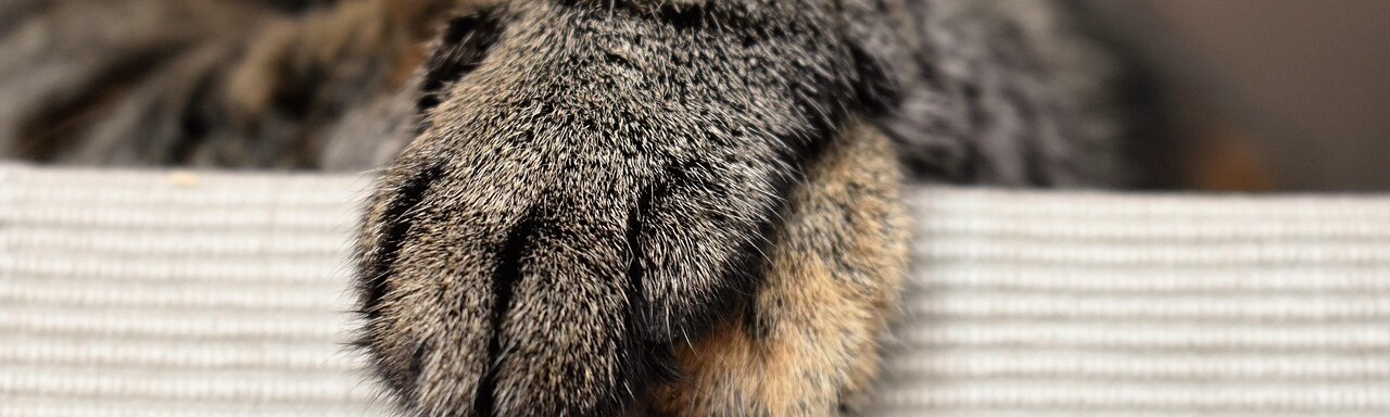 Nahaufnahme von überkreuzten Katzenpfoten