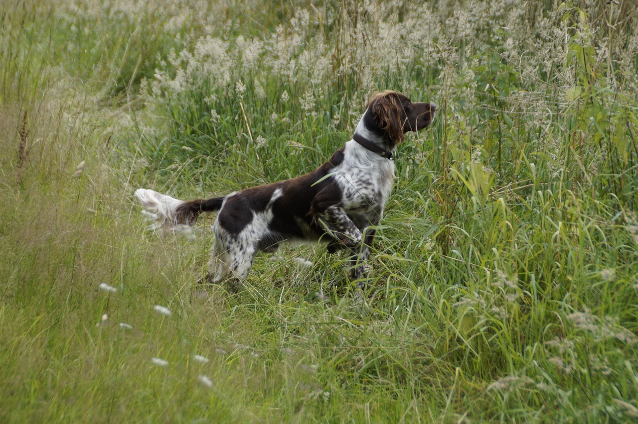 Kleiner Münsterländer steht aufmerksam im Gras