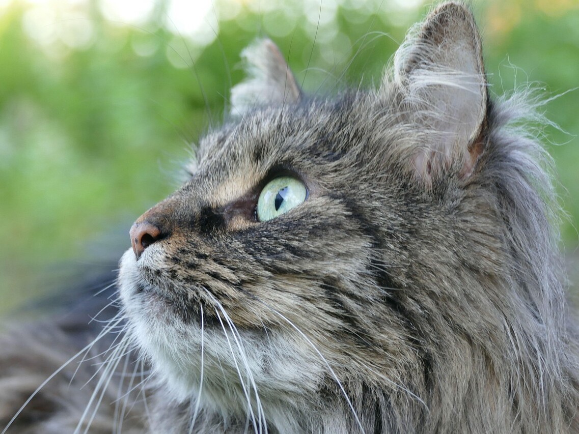 Norwegische Waldkatze schaut nach links