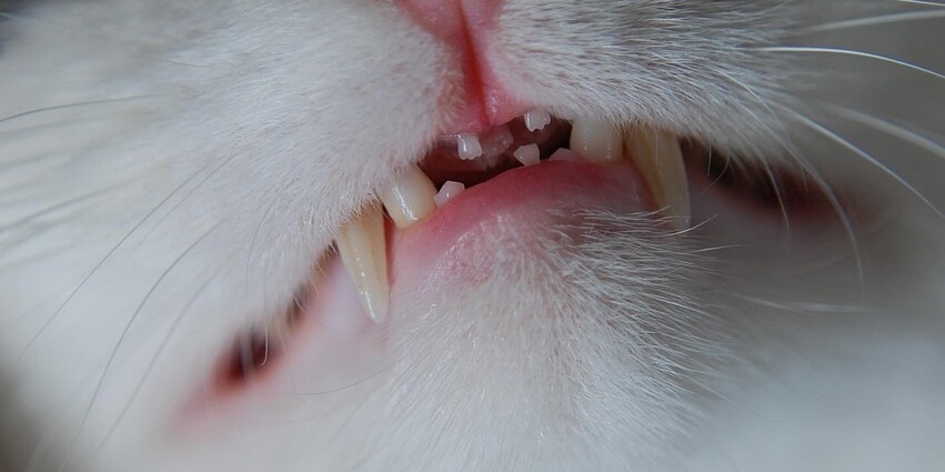 Nahaufnahme des Gebisses einer Katze