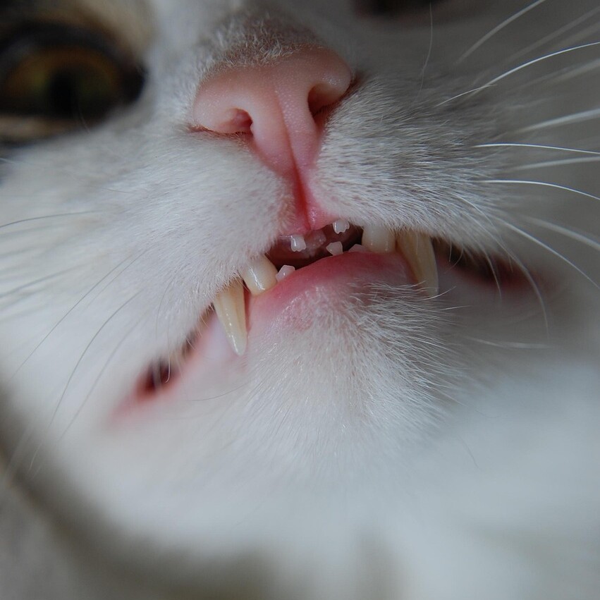 Nahaufnahme des Gebisses einer Katze