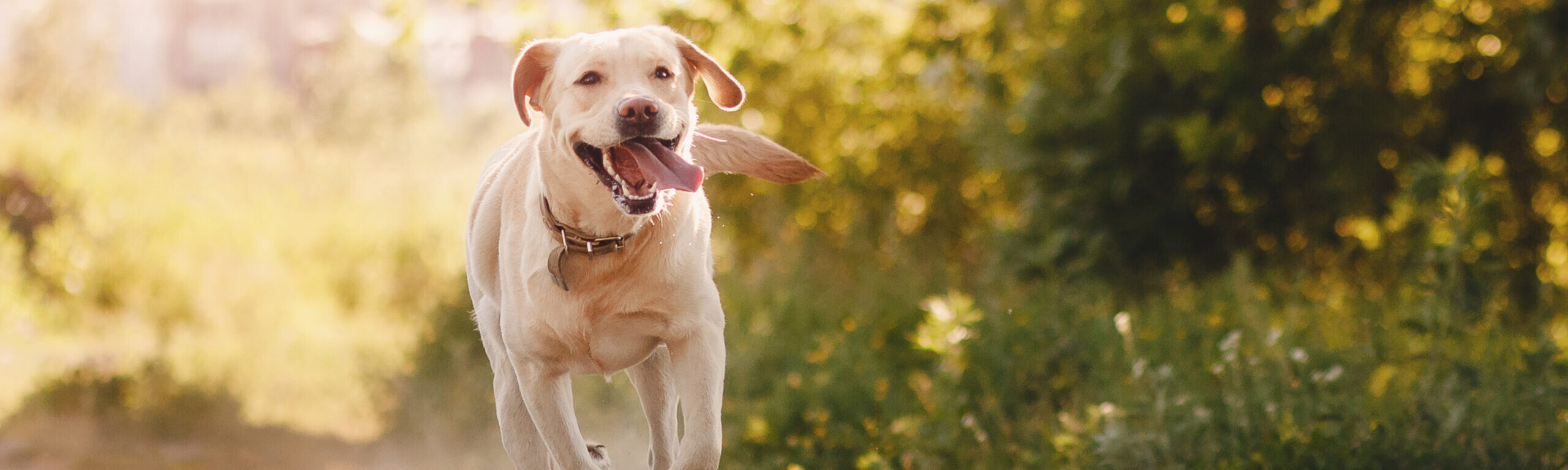 Labrador-Retriever rennt über einen sonnigen Feldweg