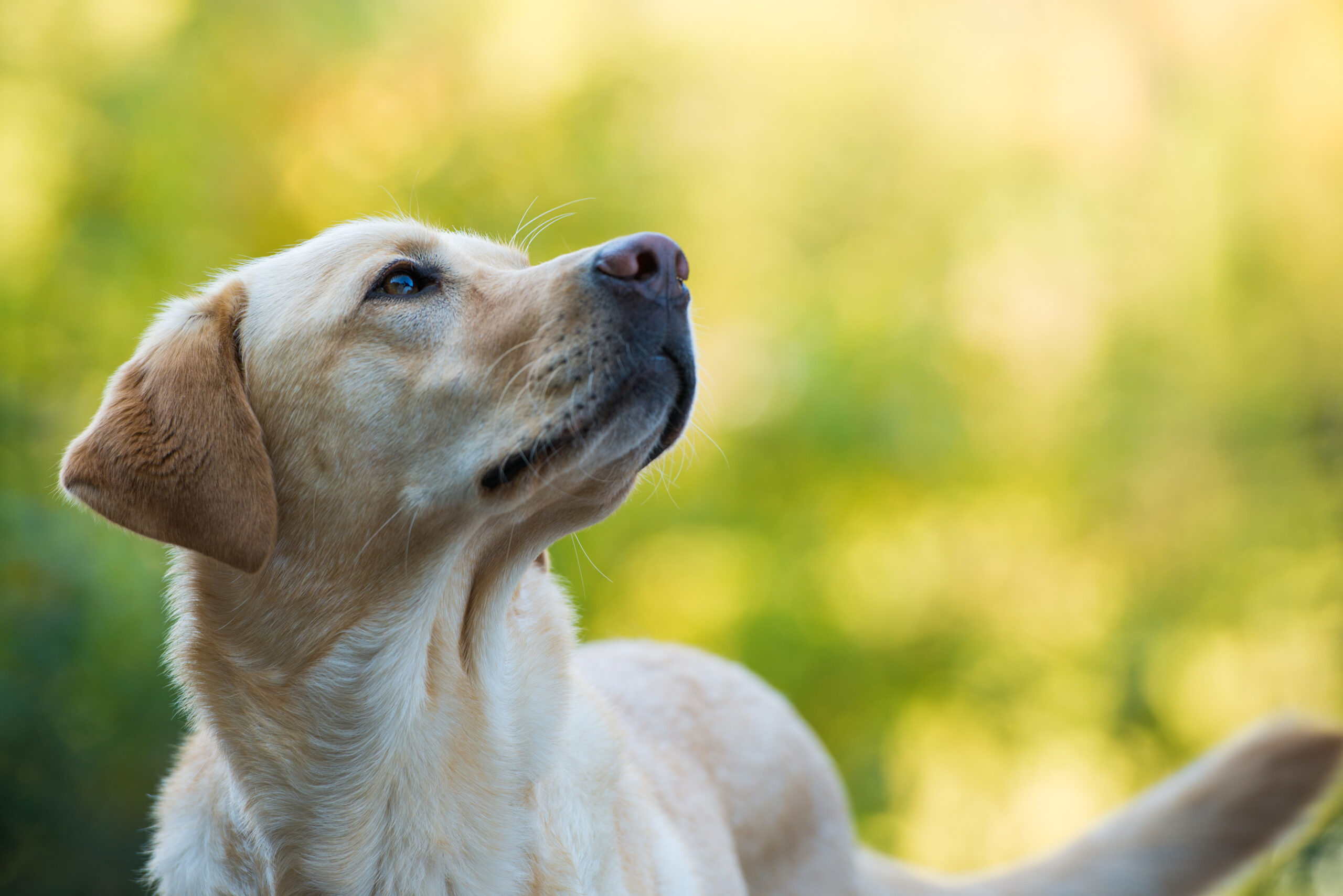 Labrador-Retriever vor einem grünen Hintergrund schaut aufmerksam